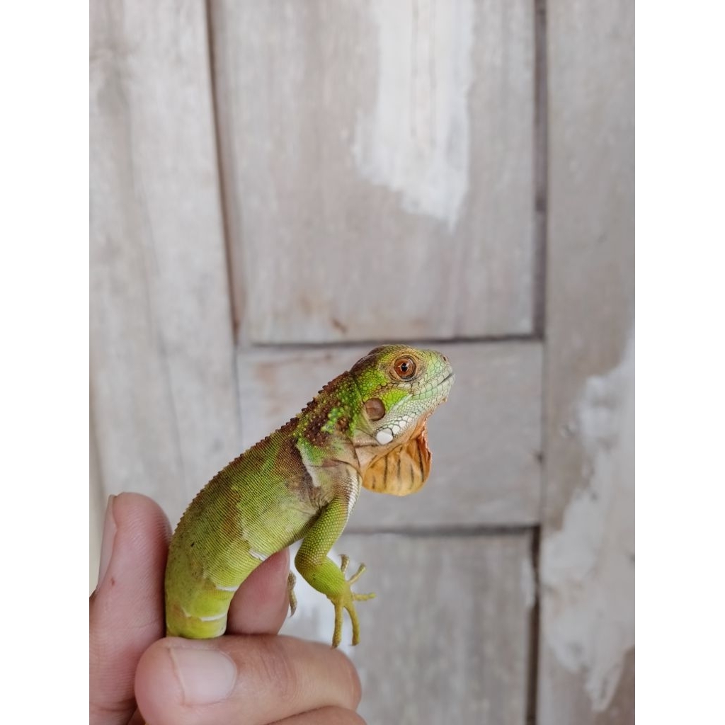 Baby iguana RED Cakep Belang mantul