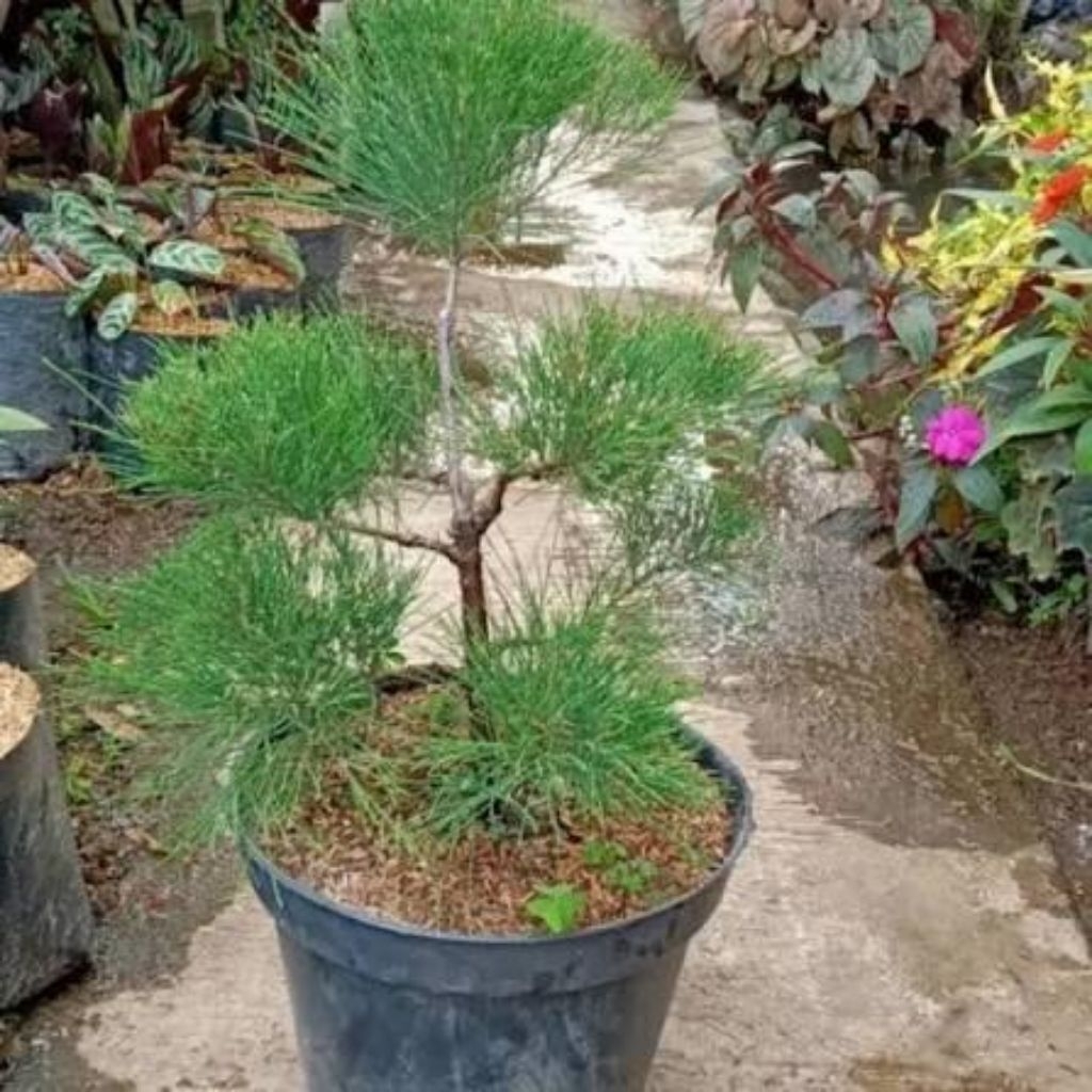 READY TANAMAN HIAS BONSAI CEMARA UDANG RIMBUN