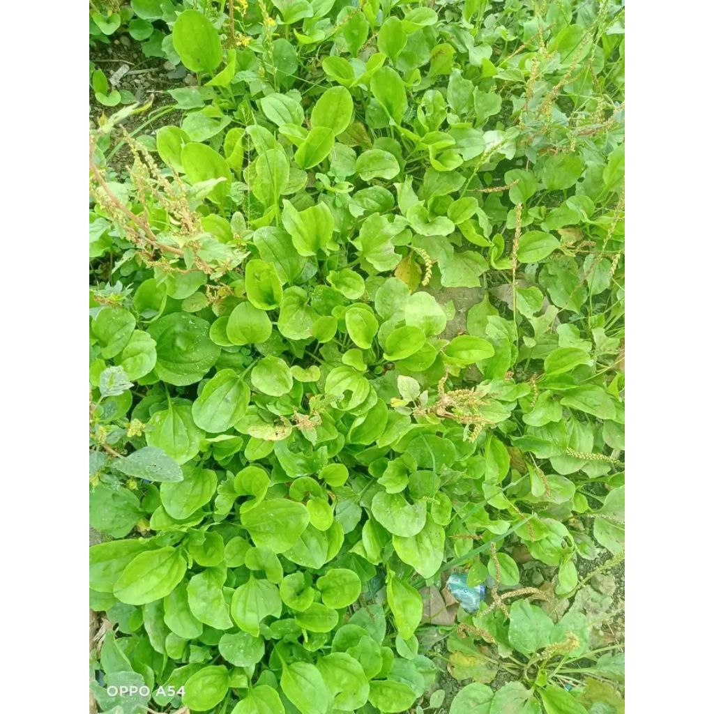 Daun ki urat/sendok kemasan 250 gram