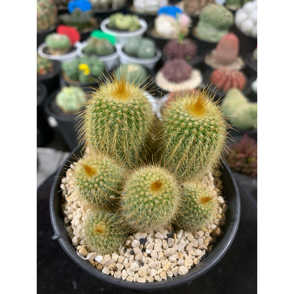 Noto Kaktus Leaning Cluster Seedling