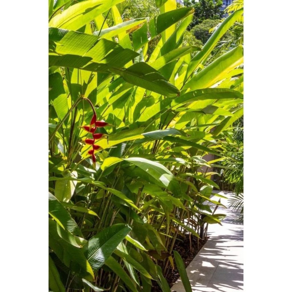 Tanaman Hias Heliconia Rostrata Reed Flower
