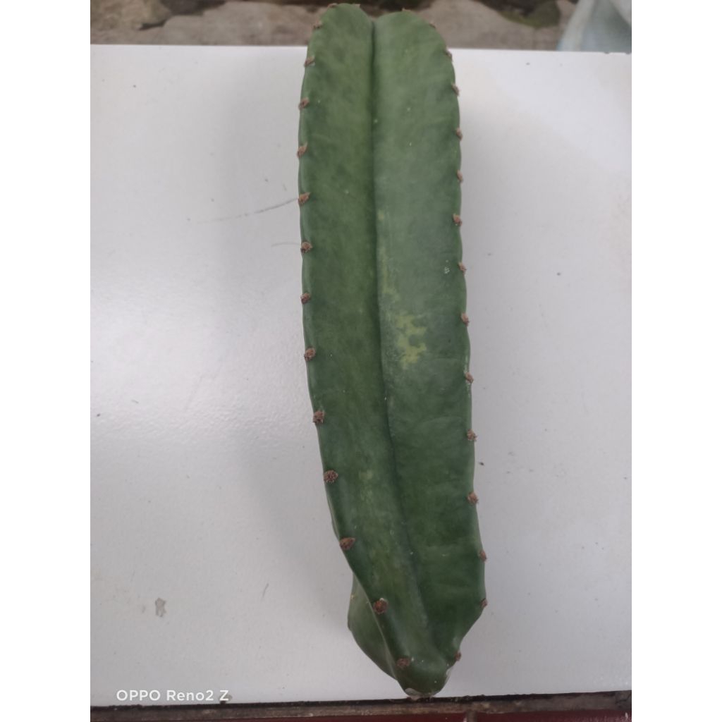 kaktus koboi varigata