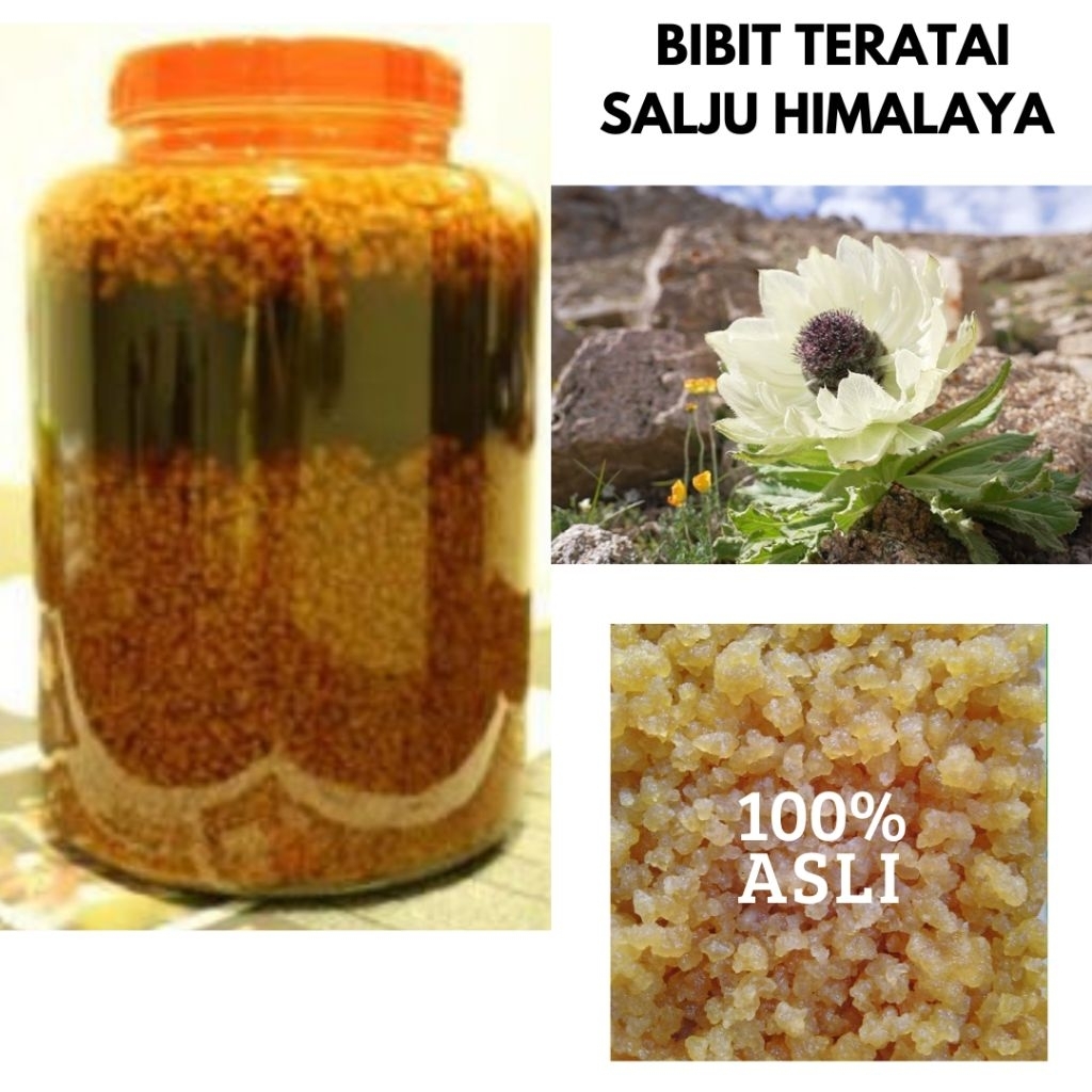 BTS Bibit Biji Teratai Salju Himalaya Asli kualitas Super Herbal 500 gram