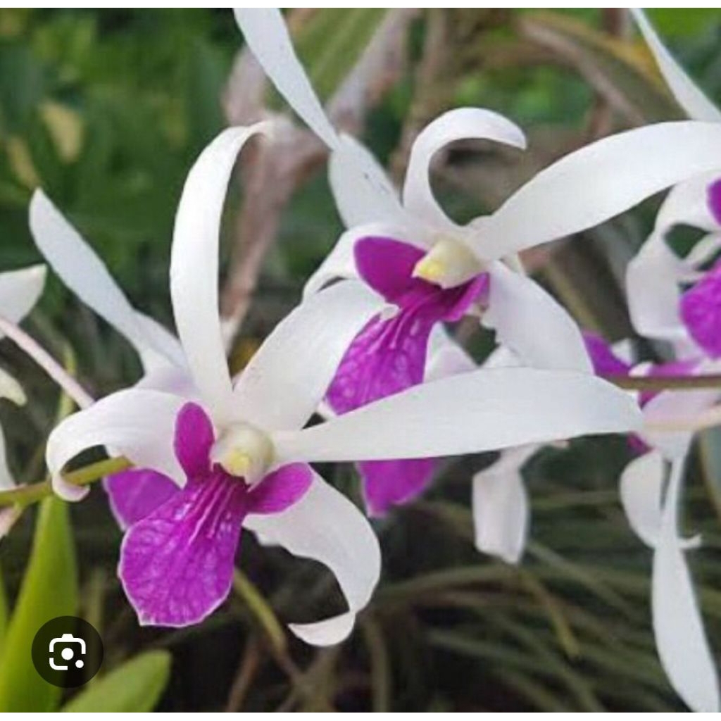Dendrobium mesagnil dewasa siap berbunga