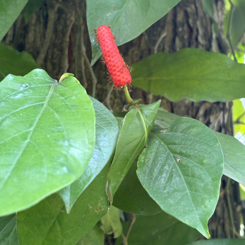 60 LEMBAR DAUN CABE JAWA SEGAR ORGANIK