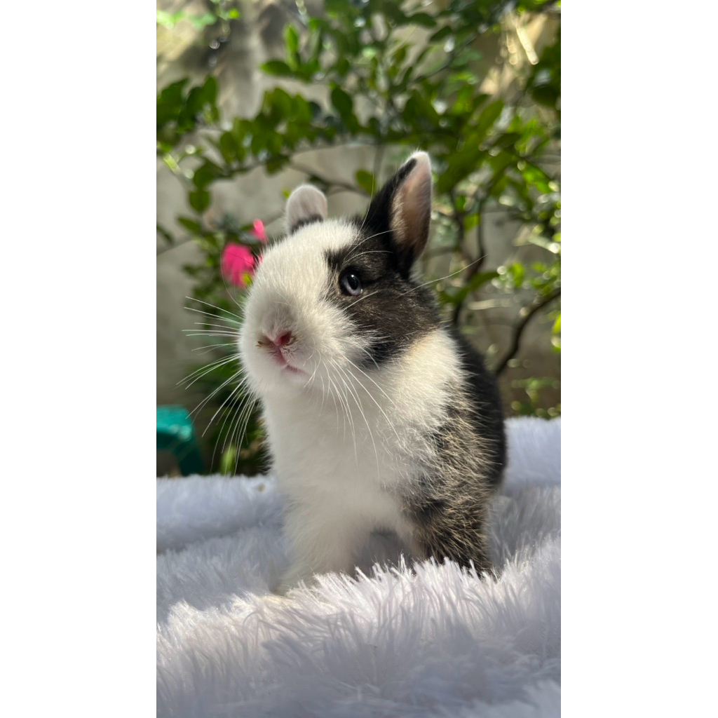 kelinci Netherland Dwarf ,kelinci hias, kelinci lucu