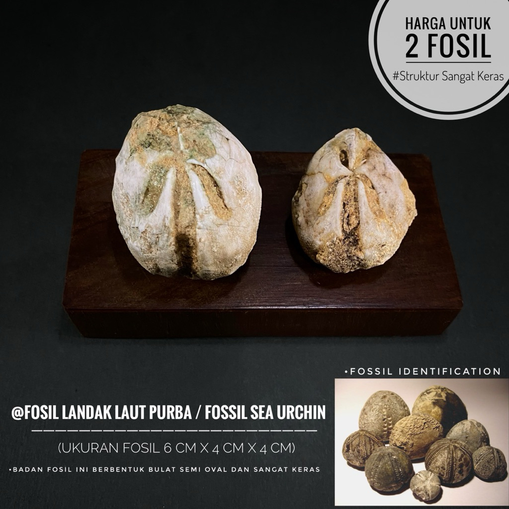 Fosil Landak Laut Purba Natural B23 atau Fossil Sea Urchin atau Fosil Bintang Laut Temuan atau Fosil