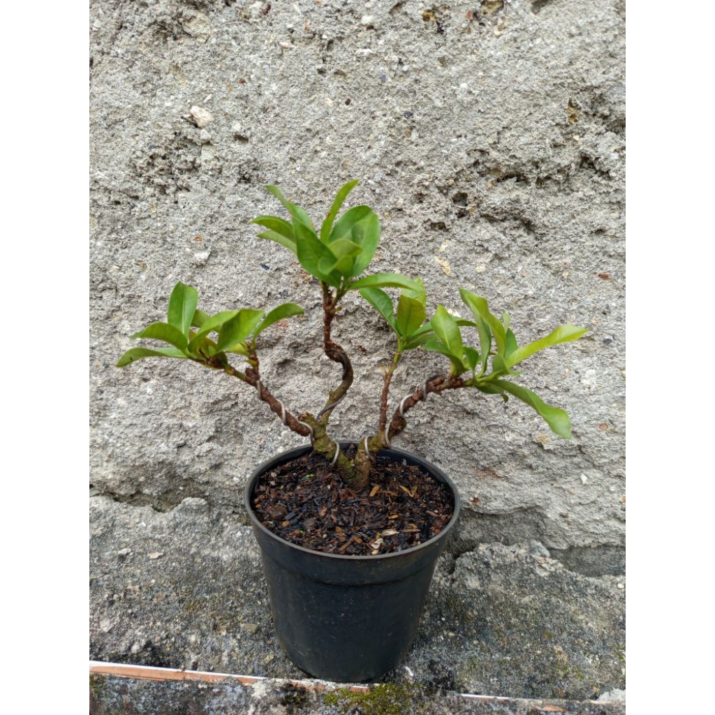 bonsai Asoka pink