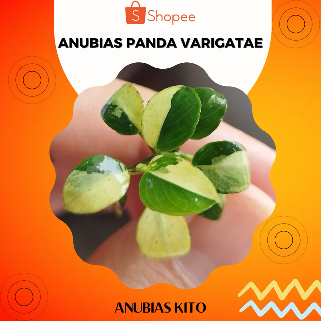 Anubias Panda - Varigatae