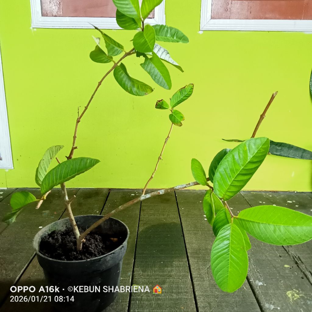 Cangkokan JAMBU BIJI KRISTAL MERAH. Bibit Tanaman Buah Jambu Biji Kristal Merah Hasil Cangkokan