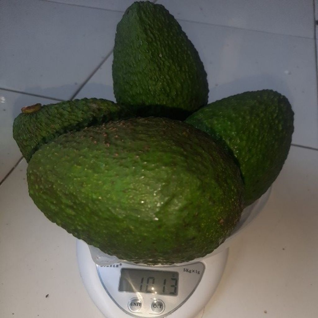 Alpukat Hass 1kg Premium Sehat dan Segar