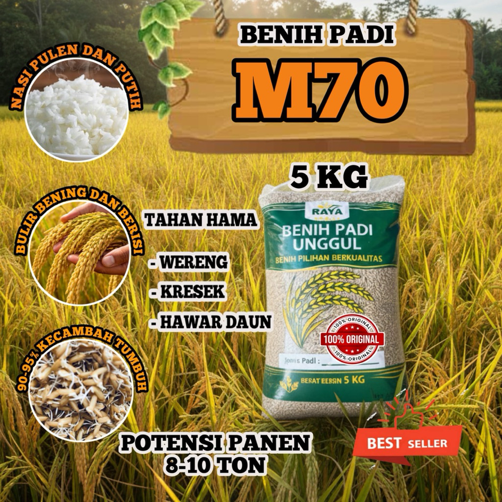 benih padi bibit padi unggul M70 Panen lebih cepat (70 hari) original berkualitas
