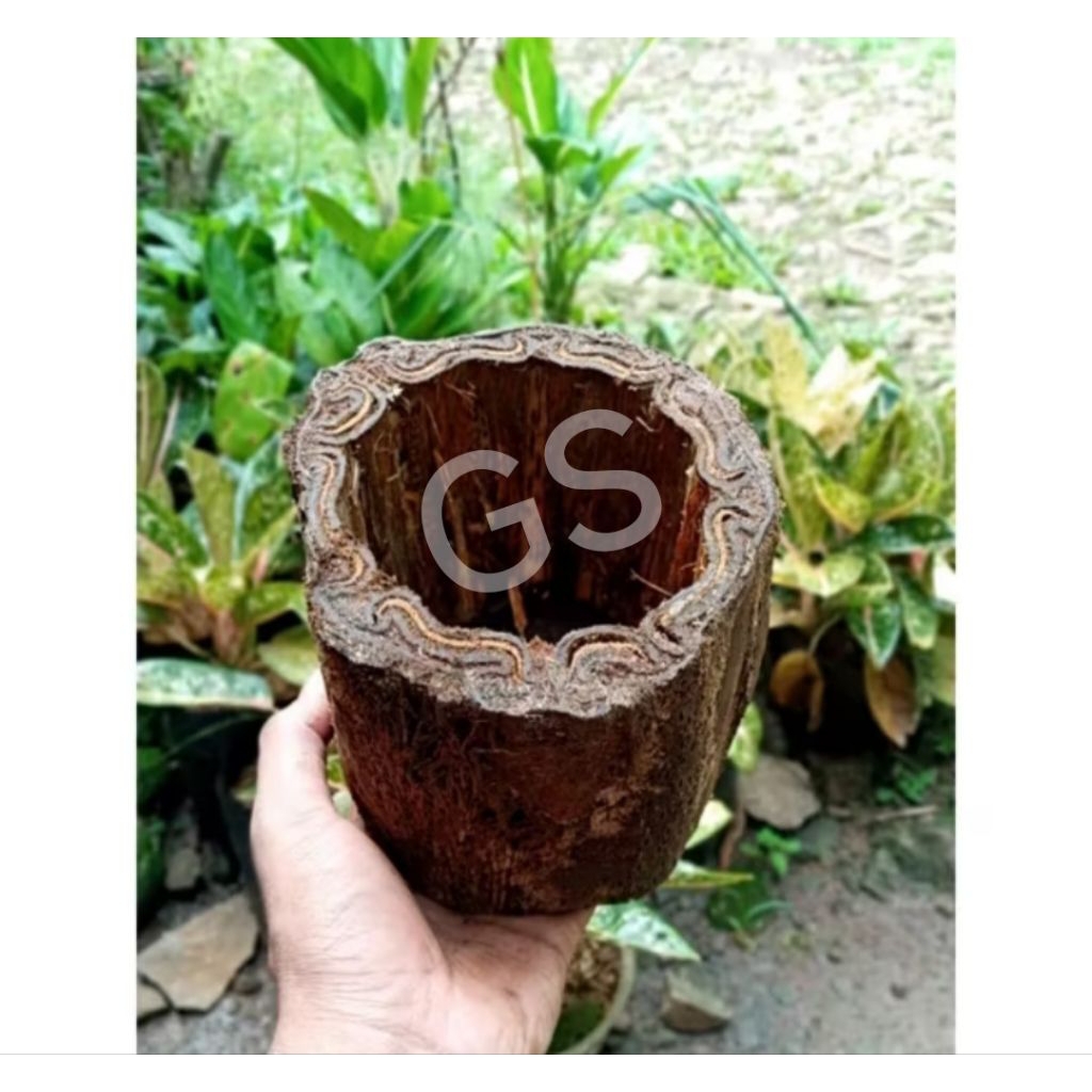 Pot Batang pakis alami / Pot kayu unik untuk anggrek dan tanaman lain siap pakai