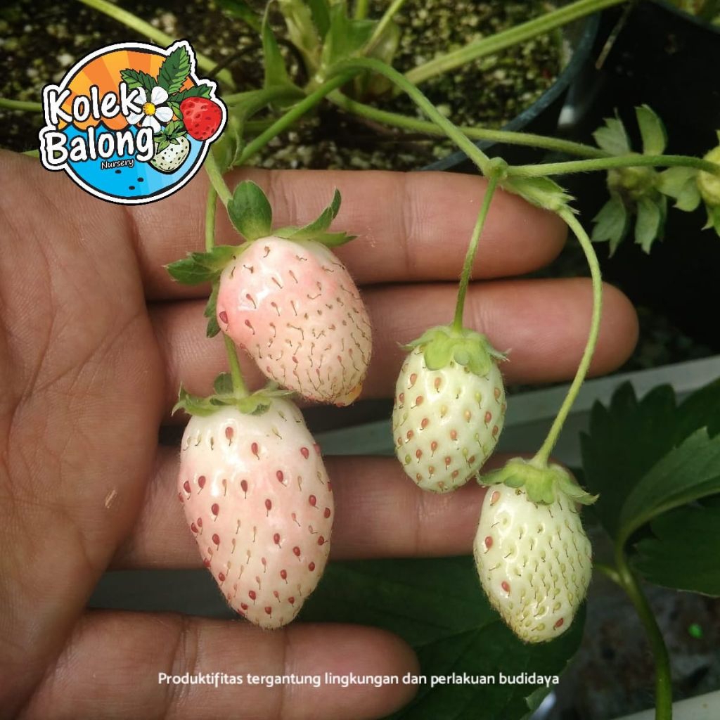 Bibit Strawberry Hatsukoi Stroberi Putih