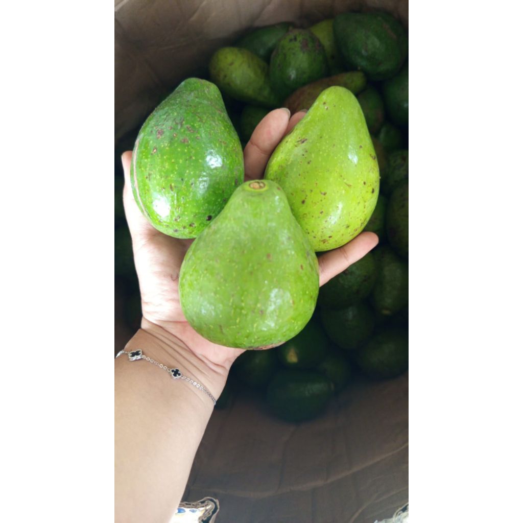 Promo alpukat mentega boyolali 1000g