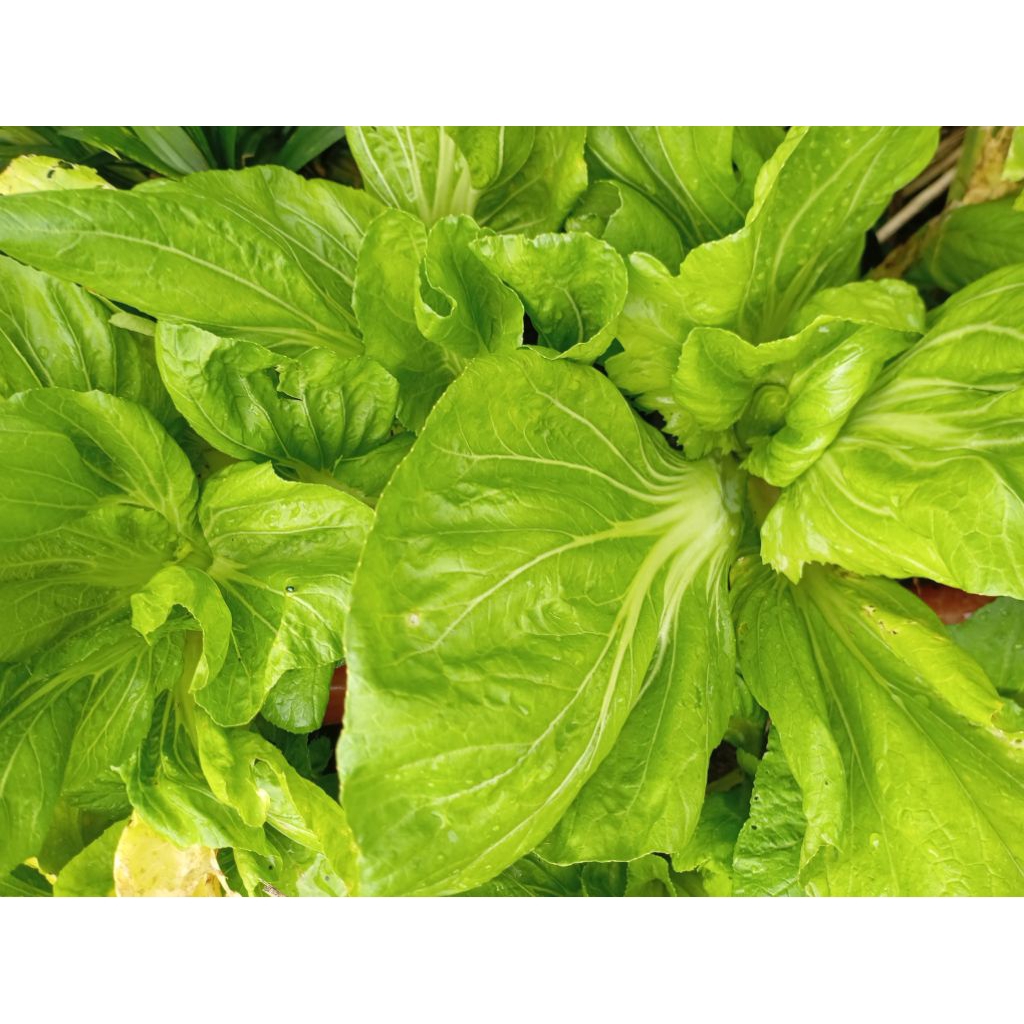 Sawi putih pahit segar