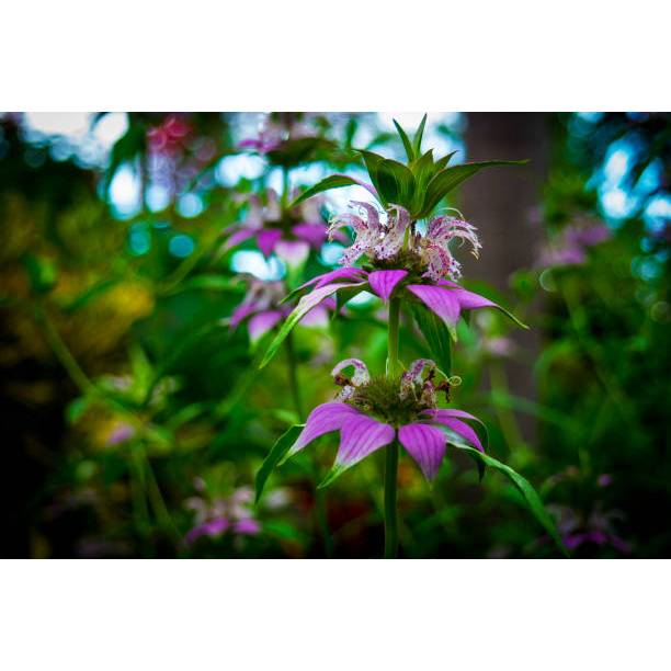 KEBUN PETANI BENIH TANAMAN LEMON MINT