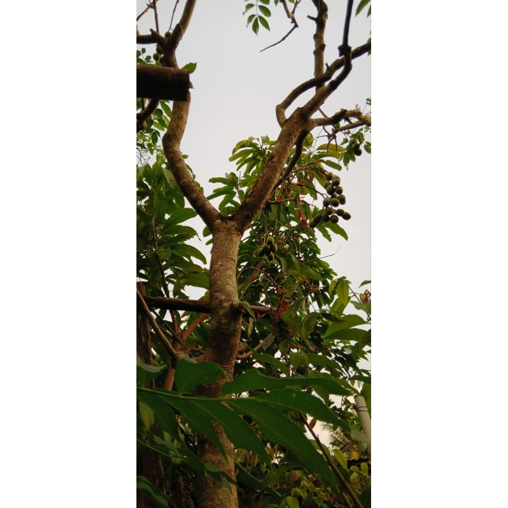 bibit atau anakan atau cangkokan tanaman buah kedondong
