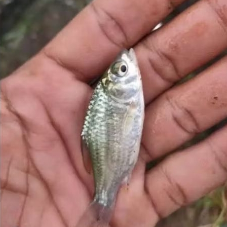 bibit ikan tawes ukuran 1 jari berkualitas
