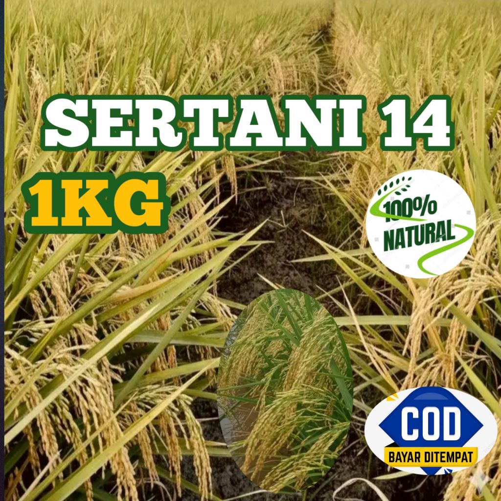 BENIH PADI SENTANI 14 BERKUALITAS UNGGUL KEMASAN 1KG