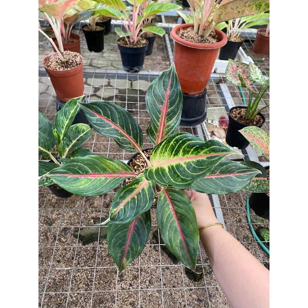 Aglaonema red sunset ekonomis