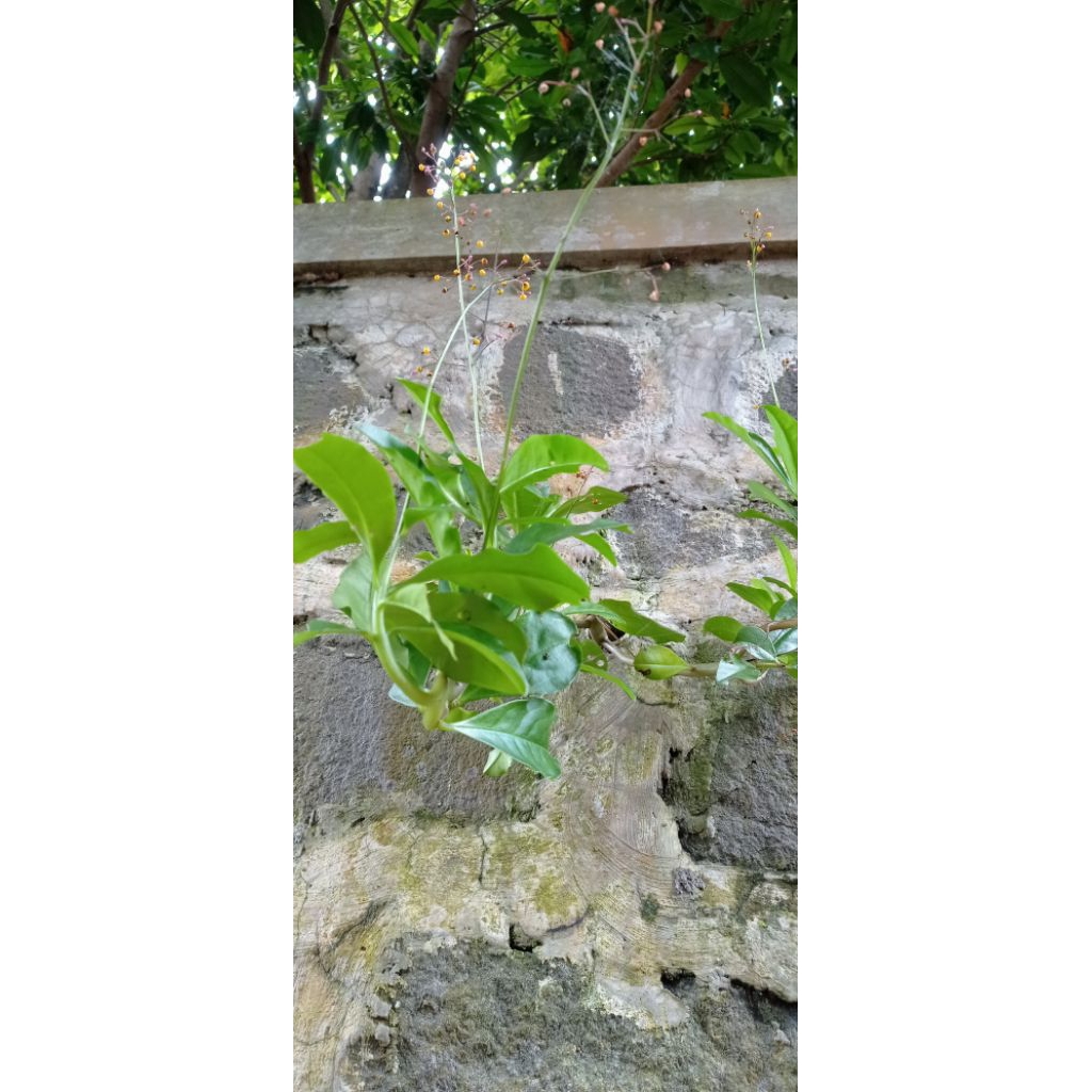 Stek pohon ginseng jawa/bibit pohon ginseng Jawa/gingseng jawa