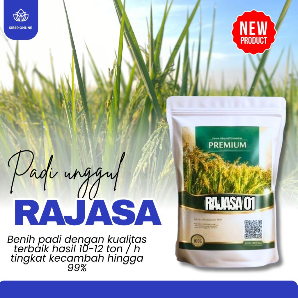 BENIH PADI UNGGUL RAJASA 01 ORIGINAL 5KG