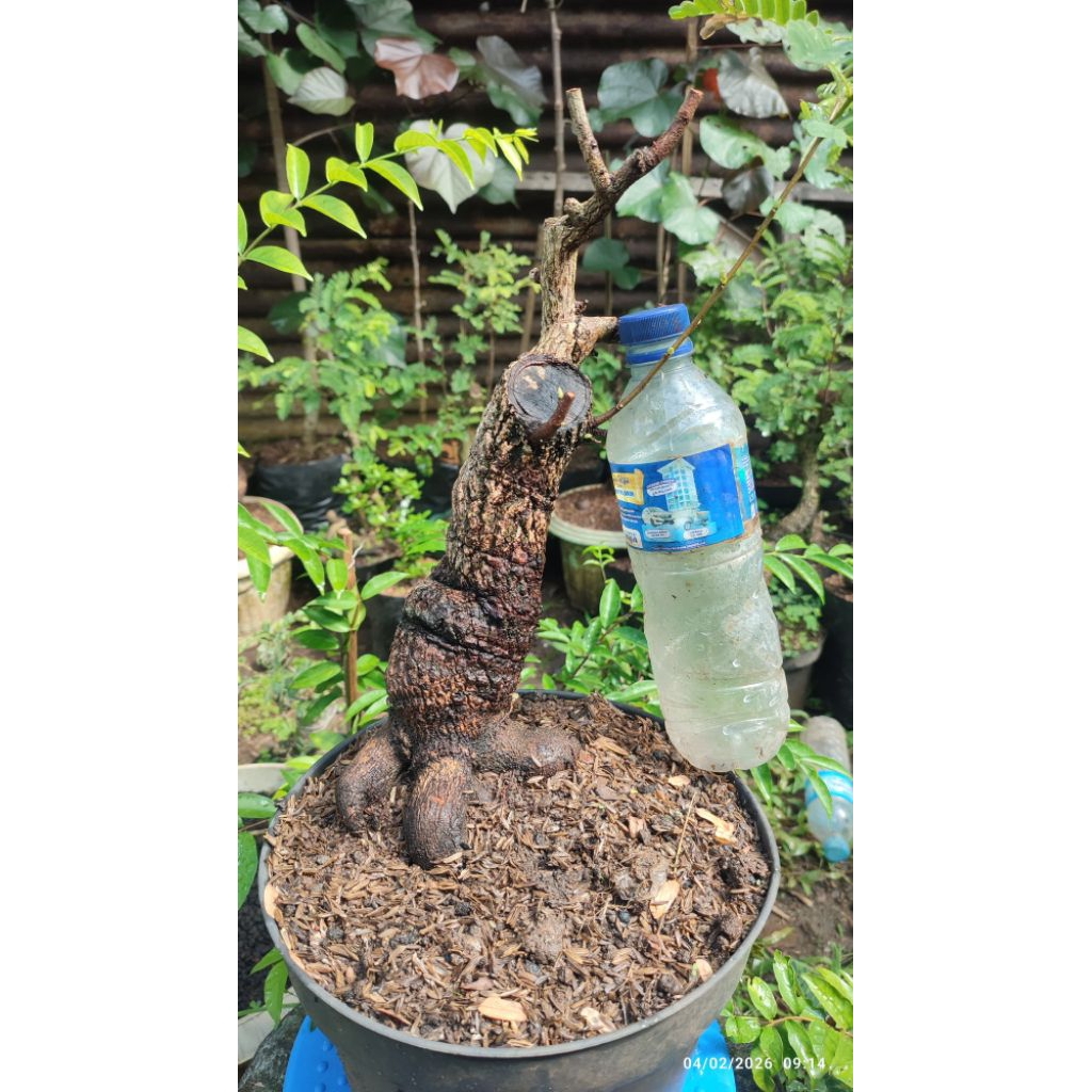 bonsai asem jawa bahan bonsai dongkelan besar