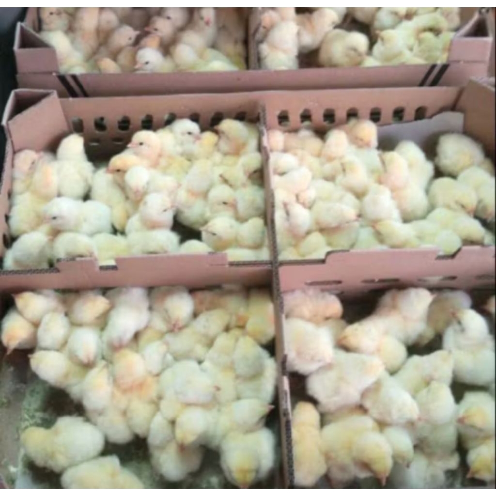 bibit ayam broiler - bibit ayam pedaging - bibit ayam cepat besar untuk pedaging