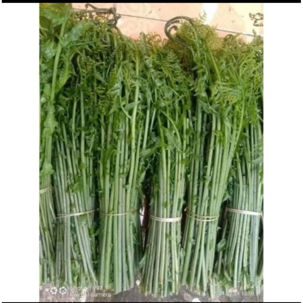Sayur Pakis Segar 500 Gram - Tingkatkan Produksi Sel Darah Merah