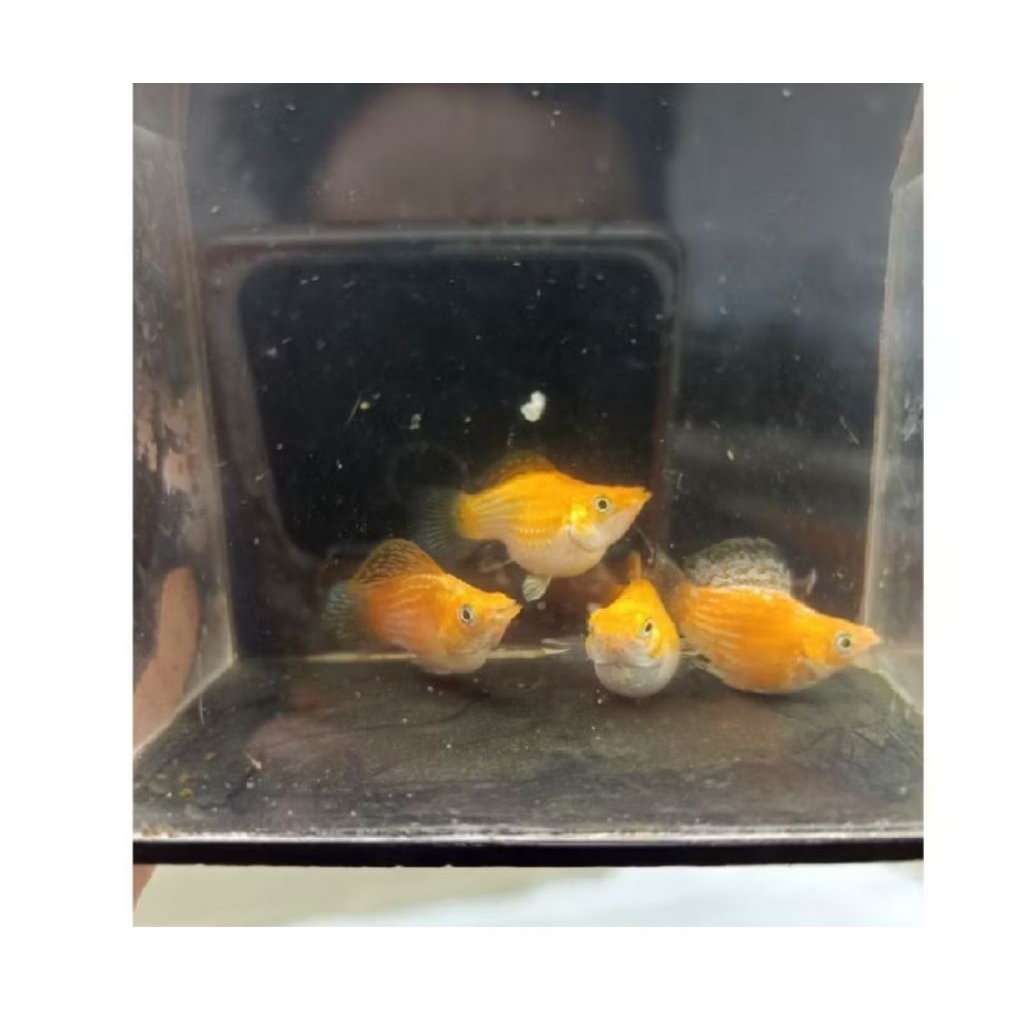 molly balon thailand ( 1 pasang )