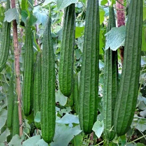 2 Biji Benih Oyong CARISSA F1