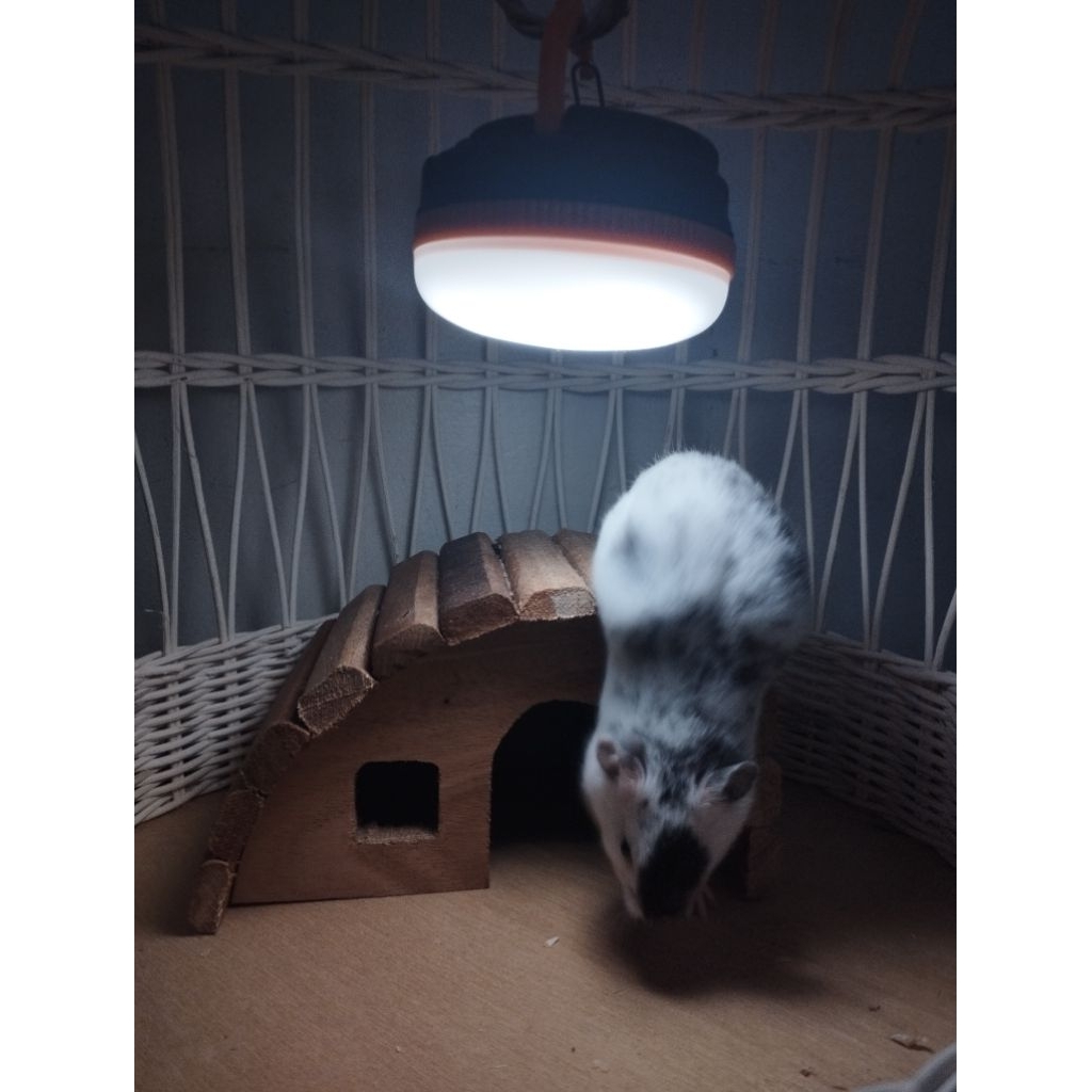 Hamster Syrian Fujiyama (Khusus Instan)