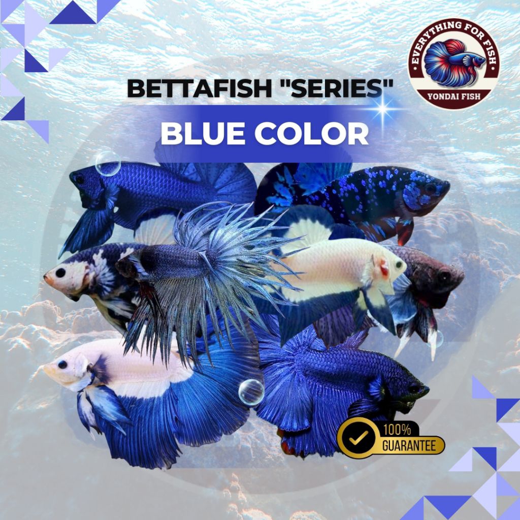 Kebutuhan Aquarium cup4ng biru - blur rim, pk blur rim, avatar, halfmoon blue rim, ct blue