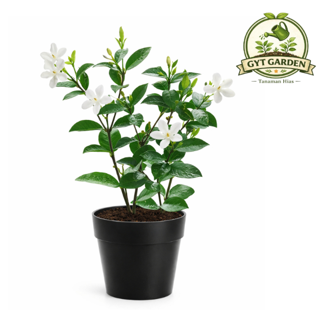 Tanaman Hias Melati Jasmine Hidup Berbunga Tanaman Melati Tanaman Hidup Rimbun