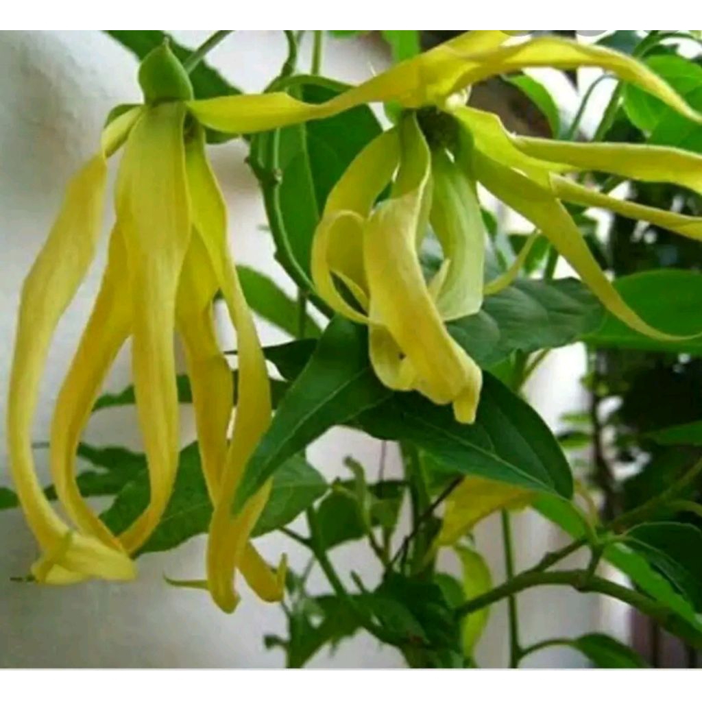 Bibit Tanaman Kantil Putih, Kuning Asli Okulasi Siap Tanam