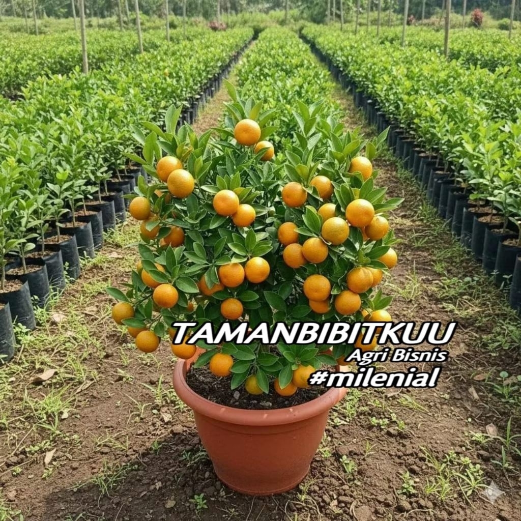 Bibit Jeruk Sonkit Jeruk Kip Kondisi Sudah Berbuah