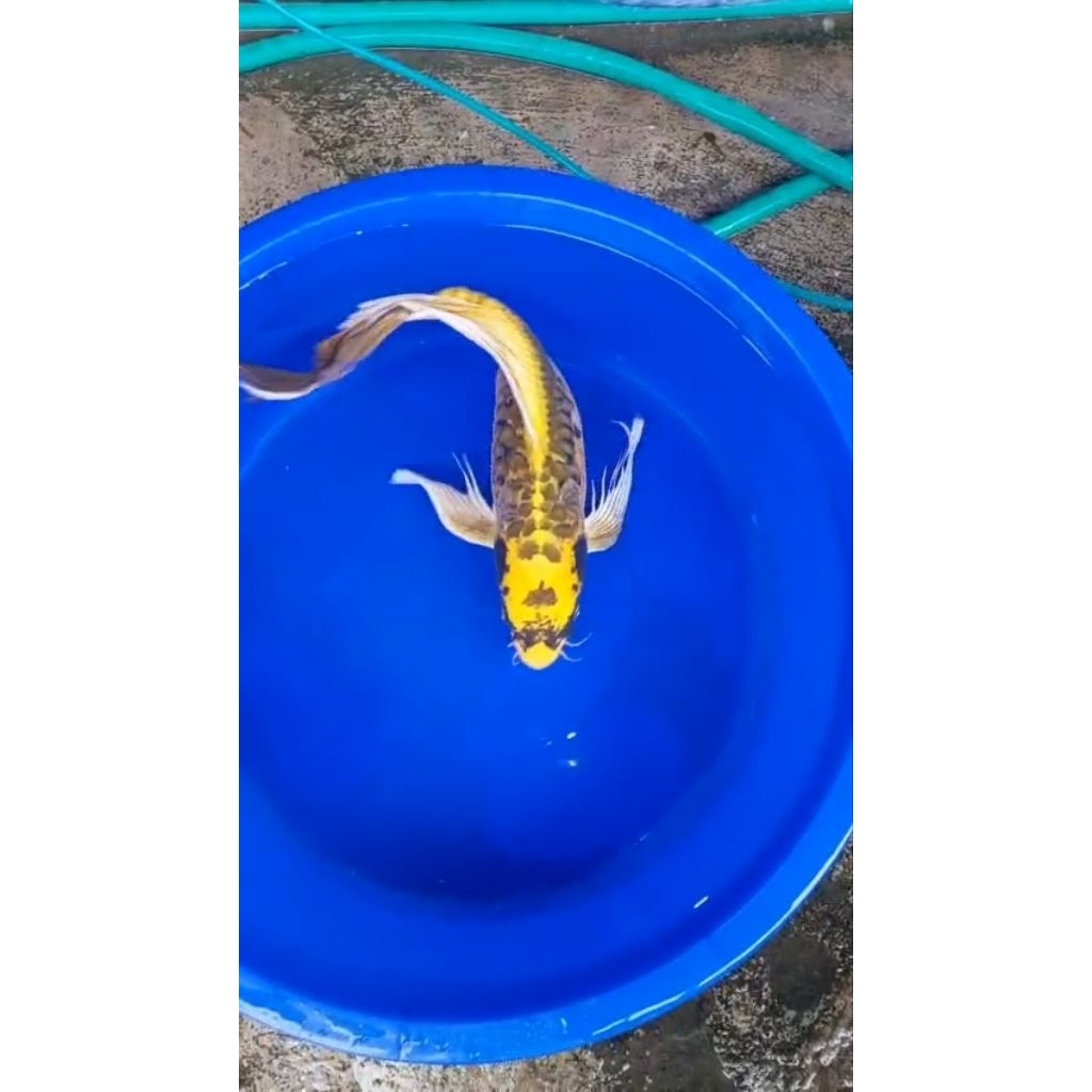 ikan.KOI.SEHAT.(SIZE..25-30..CM)