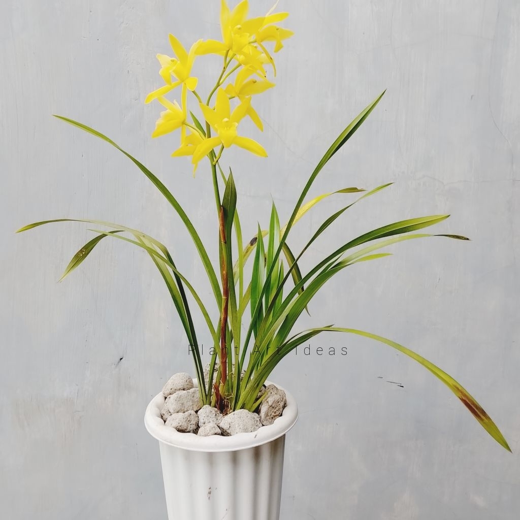Anggrek Tanah - Cymbidium Golden Boy