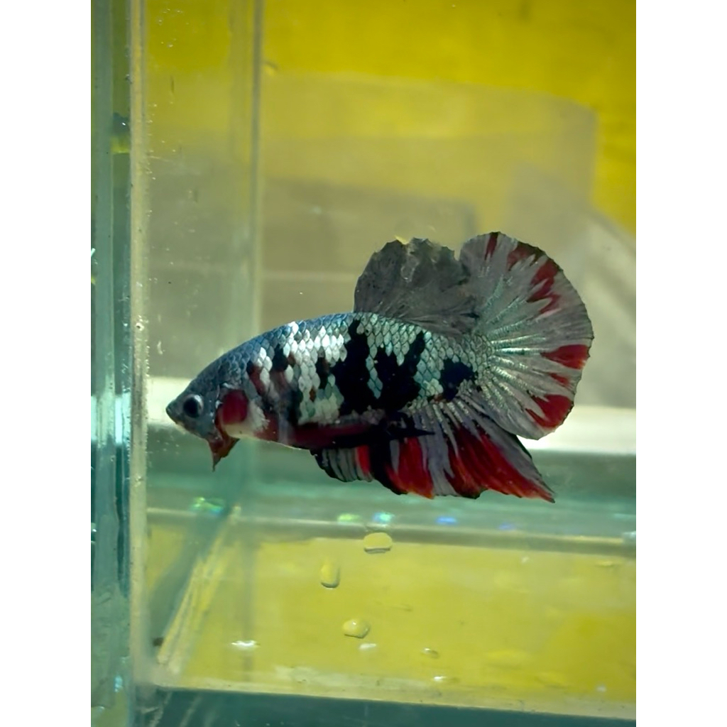 Cupang Plakat Black Koi Cooper real pict