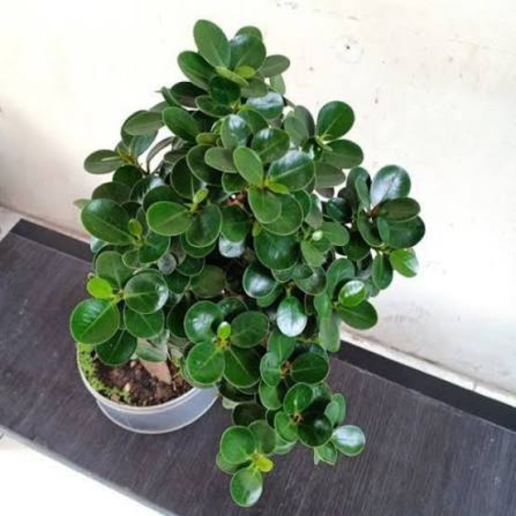 Tanaman Hias Dolar Mangkok Mikro-Dolar Mangkok Mikro-Tanaman Outdor/bahan bonsai-TERMURAH