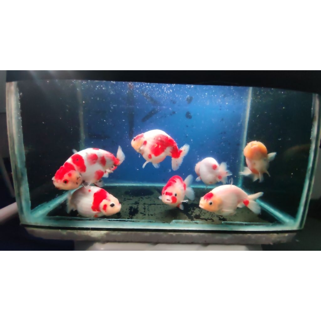 Ikan Mas Koki Rancu RW