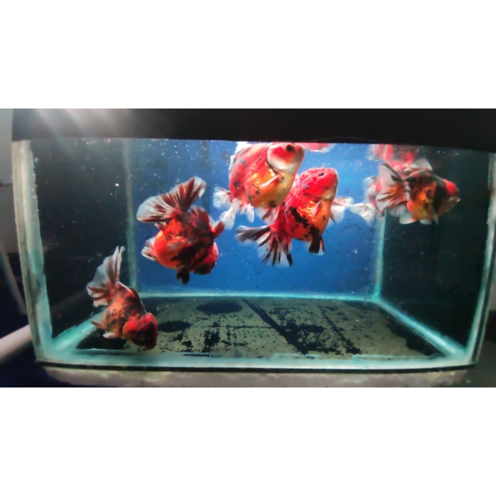 Ikan Mas Koki Oranda Tiger