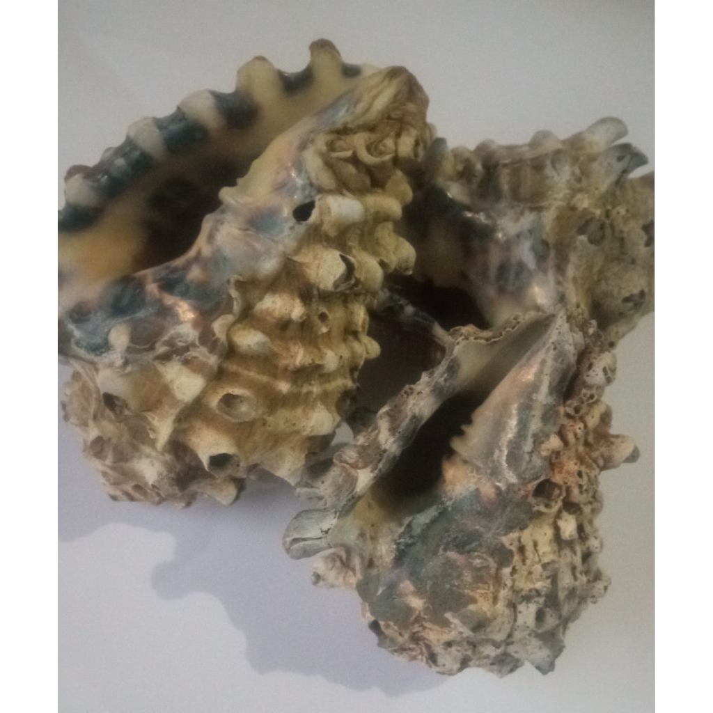 cangkang keong badak size besar