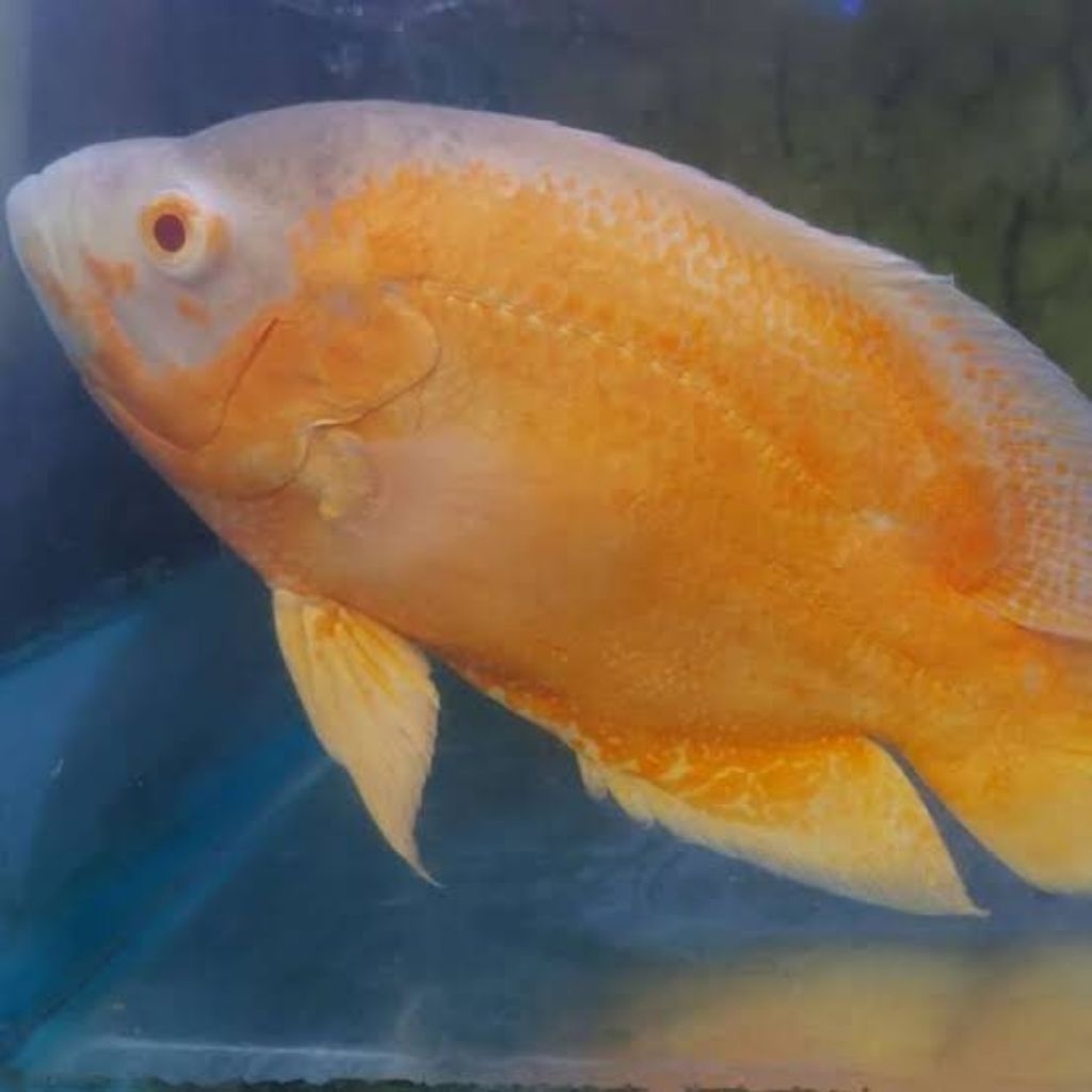 IKAN OSCAR PARIS ALBINO