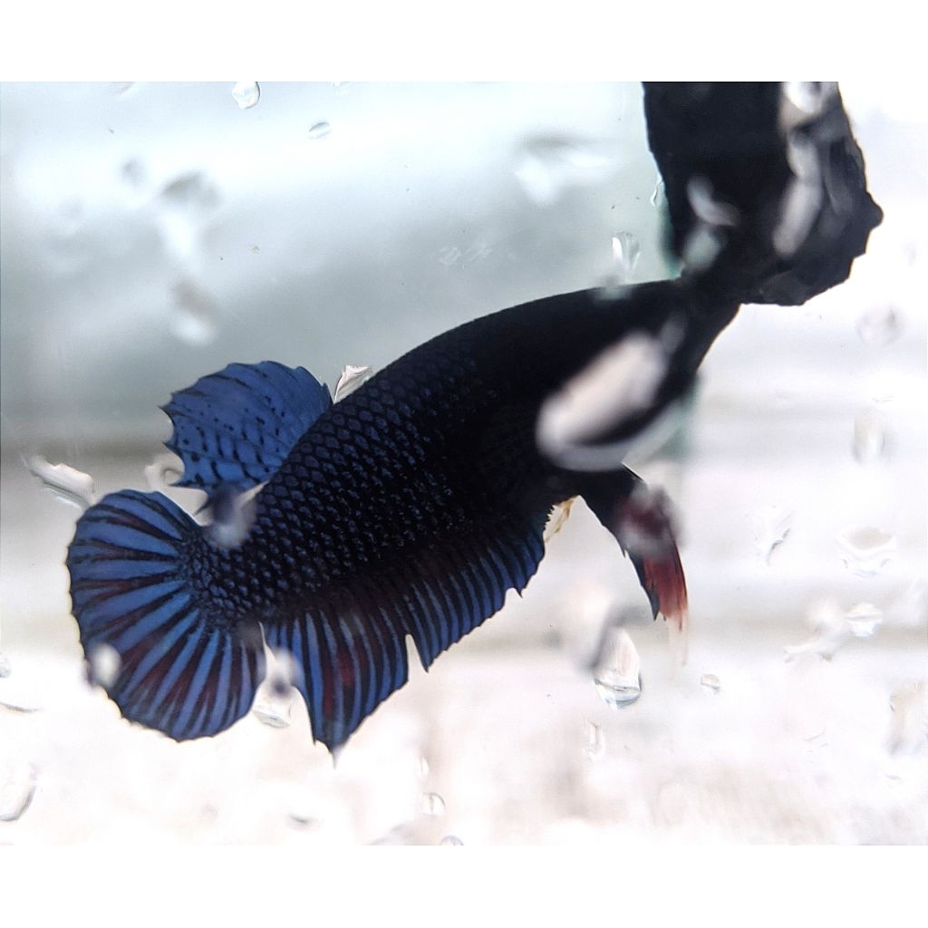 Ikan Cupang Aduan MDS Lokal Size M