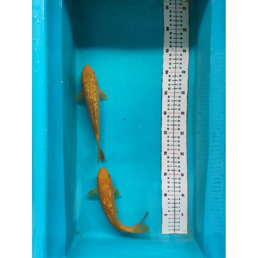 Ikan koi midori ginrin