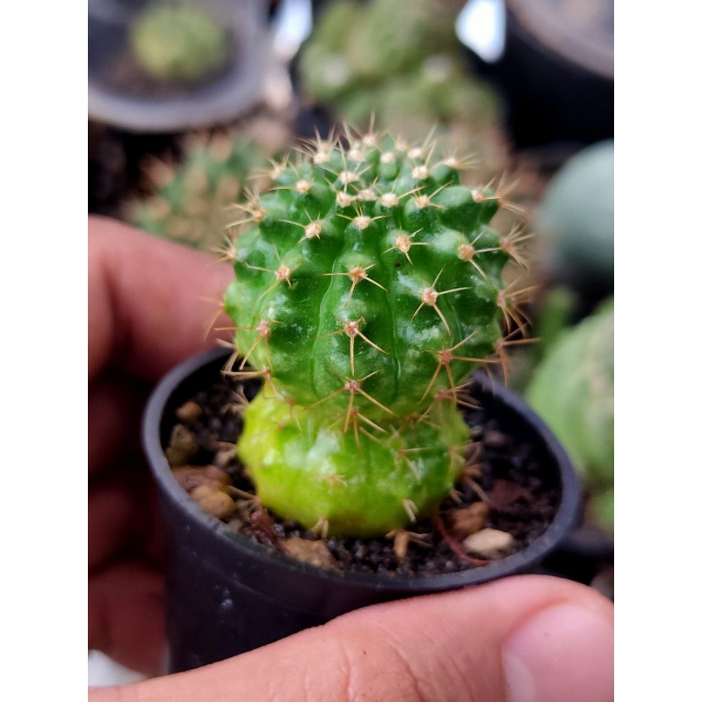 GYMNO MARBLE VARIGATA STARSHAPE DI POT 5CM//KAKTUS HIDUP//KAKTUS//KAKTUS MURAH//KAKTUS HIAS//KAKTUS 