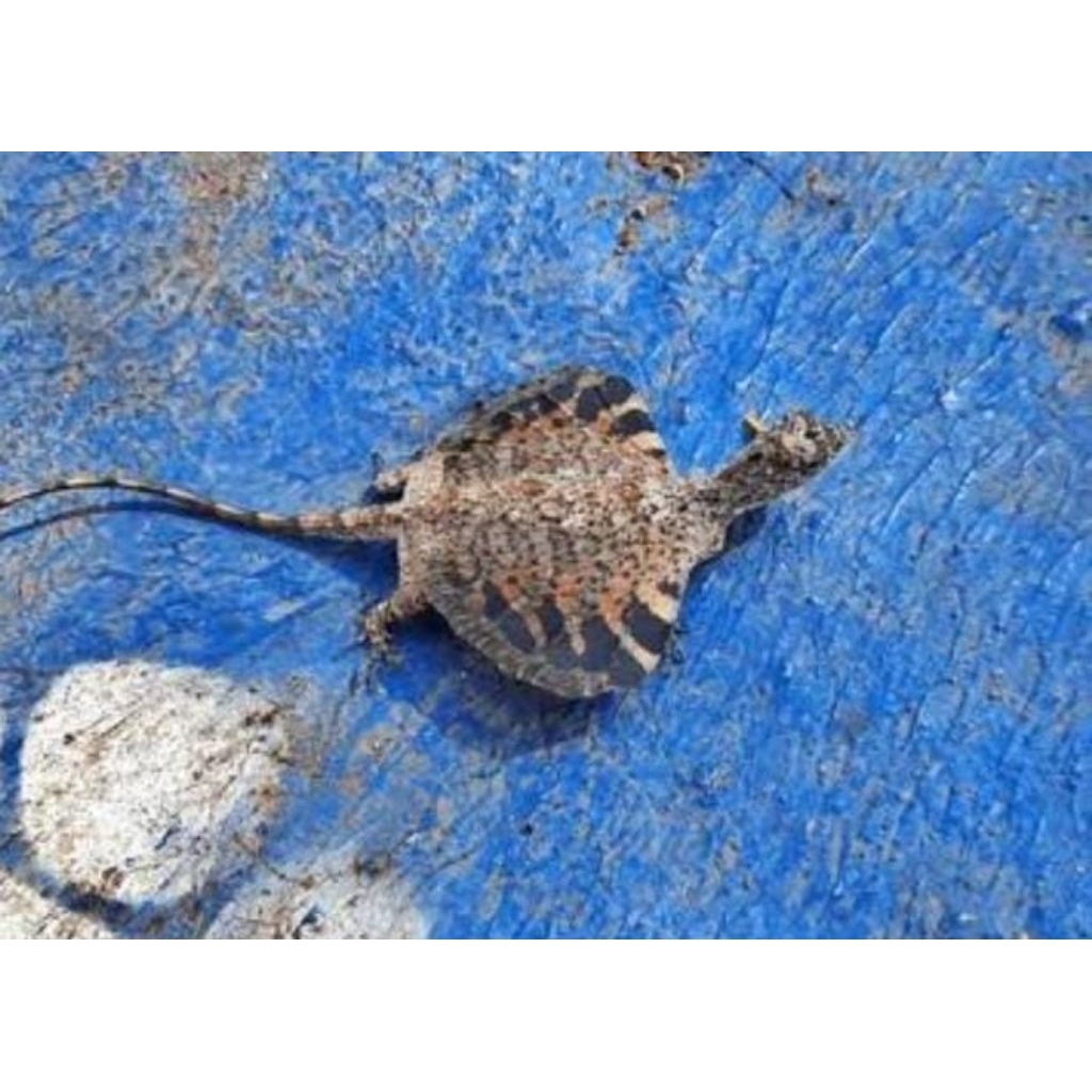 Tlarap Cicak Terbang Asli Obat Herbal Asma Murah Banyak Manfaat