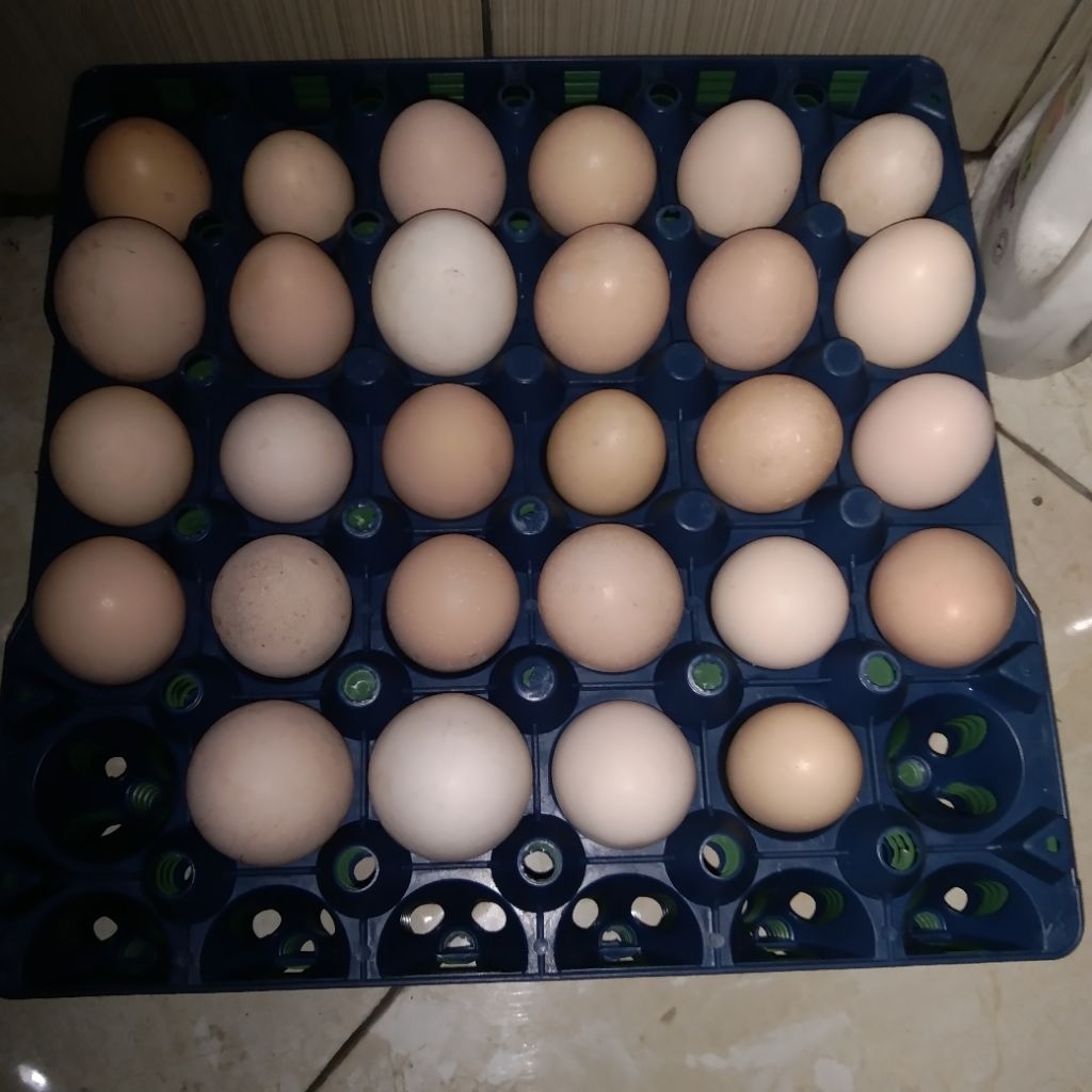 telur ayam kampung KUB